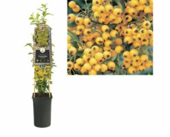 FLORASELF® Vuurdoorn Pyracantha 'soleil D'or' Potmaat Ø16 Cm -FLORASELF Verkoop DV 8 8556546 03 4c DE 20230301051652