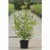FLORASELF Krentenboompje Amelanchier Lamarckii Potmaat Ø 21 Cm H 50-60 Cm -FLORASELF Verkoop DV 8 8558802 01 4c DE 20150519194511
