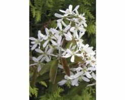FLORASELF Krentenboompje Amelanchier Lamarckii Potmaat Ø 21 Cm H 50-60 Cm -FLORASELF Verkoop DV 8 8558802 02 4c DE 20150519194727