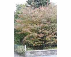 FLORASELF Krentenboompje Amelanchier Lamarckii Potmaat Ø 21 Cm H 50-60 Cm -FLORASELF Verkoop DV 8 8558802 03 4c DE 20220718084759