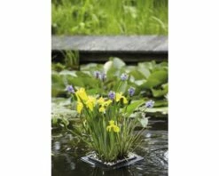 FLORASELF® Mand Ø 18 Cm Met Drijfring 24,5 X 24,5 Cm Met 3 Planten
