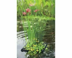 FLORASELF® Mand Ø 18 Cm Met Drijfring 24,5 X 24,5 Cm Met 3 Planten -FLORASELF Verkoop DV 8 8566663 07 4c DE 20210706104758