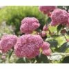 FLORASELF Hortensia Hydrangea Arborescens Annabelle Potmaat Ø 19,0 Cm H 15-30 Cm -FLORASELF Verkoop DV 8 8576126 01 4c DE 20180126191952