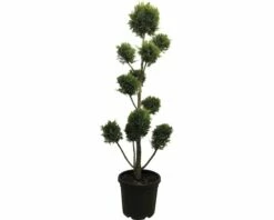 FLORASELF Conifeer Cupressocyparis Leylandii 'Castlewelland Gold' H 130 Cm