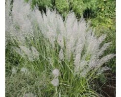 FLORASELF Struisgras Calamagrostis X Acutiflora 'Karl Foerster' Potmaat 19 Cm H 10-60 Cm -FLORASELF Verkoop DV 8 8583293 01 4c CZ 20200710101757