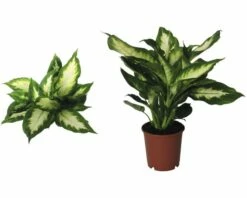 FLORASELF Dieffenbachia Dieffenbachia Maculata 'Camilla' Potmaat Ø 12.0 Cm H 35-45 Cm -FLORASELF Verkoop DV 8 8695467 01 4c DE 20151106130906