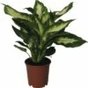 FLORASELF Dieffenbachia Dieffenbachia Maculata 'Camilla' Potmaat Ø 12.0 Cm H 35-45 Cm 1 FLORASELF Dieffenbachia Dieffenbachia Maculata 'Camilla' Potmaat Ø 12.0 Cm H 35-45 Cm -FLORASELF Verkoop DV 8 8695467 03 4c DE 20151106125958