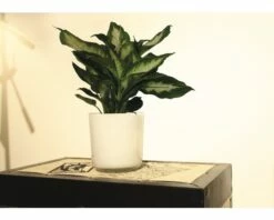 FLORASELF Dieffenbachia Dieffenbachia Maculata 'Camilla' Potmaat Ø 12.0 Cm H 35-45 Cm -FLORASELF Verkoop DV 8 8695467 04 4c DE 20210107121752