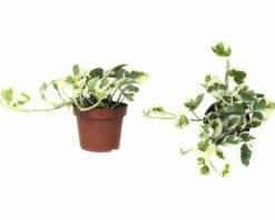 FLORASELF Kamerplant Scindapsus Pictus 'N'Joy' Potmaat Ø 12.0 Cm H 15-20 Cm -FLORASELF Verkoop DV 8 8695471 01 4c DE 20151106134000