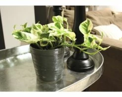 FLORASELF Kamerplant Scindapsus Pictus 'N'Joy' Potmaat Ø 12.0 Cm H 15-20 Cm -FLORASELF Verkoop DV 8 8695471 04 4c DE 20210107121752