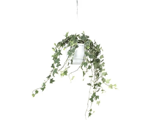 FLORASELF Klimop Hedera Helix Potmaat Ø 17 Cm H 50-80 Cm 4 FLORASELF Klimop Hedera Helix Potmaat Ø 17 Cm H 50-80 Cm - Afbeelding 2