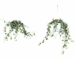 FLORASELF Klimop Hedera Helix Potmaat Ø 17 Cm H 50-80 Cm 8 FLORASELF Klimop Hedera Helix Potmaat Ø 17 Cm H 50-80 Cm -FLORASELF Verkoop DV 8 8707017 03 4c DE 20151107005954