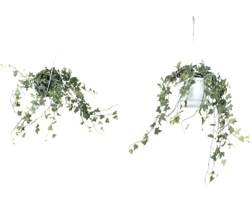 FLORASELF Klimop Hedera Helix Potmaat Ø 17 Cm H 50-80 Cm 5 FLORASELF Klimop Hedera Helix Potmaat Ø 17 Cm H 50-80 Cm - Afbeelding 3