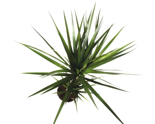 FLORASELF® Kamerplant Dracaena Magrinata Potmaat Ø 17 Cm 4 FLORASELF® Kamerplant Dracaena Magrinata Potmaat Ø 17 Cm - Afbeelding 2