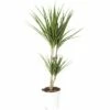 FLORASELF® Kamerplant Dracaena Magrinata Potmaat Ø 17 Cm -FLORASELF Verkoop DV 8 8712098 02 4c DE 20151107110318