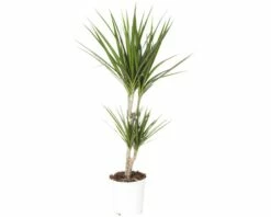 FLORASELF® Kamerplant Dracaena Magrinata Potmaat Ø 17 Cm