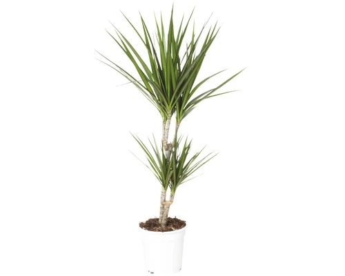 FLORASELF® Kamerplant Dracaena Magrinata Potmaat Ø 17 Cm 3 FLORASELF® Kamerplant Dracaena Magrinata Potmaat Ø 17 Cm
