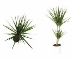 FLORASELF® Kamerplant Dracaena Magrinata Potmaat Ø 17 Cm 8 FLORASELF® Kamerplant Dracaena Magrinata Potmaat Ø 17 Cm -FLORASELF Verkoop DV 8 8712098 03 4c DE 20151107110234