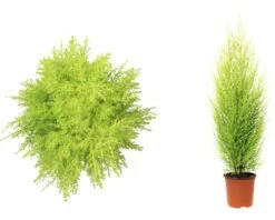 FLORASELF Dwerg Conifeer Cupressus Macrocarpa Wilma Potmaat Ø 14 Cm H 65-80 Cm 8 FLORASELF Dwerg Conifeer Cupressus Macrocarpa Wilma Potmaat Ø 14 Cm H 65-80 Cm -FLORASELF Verkoop DV 8 8712099 01 4c DE 20151107111958