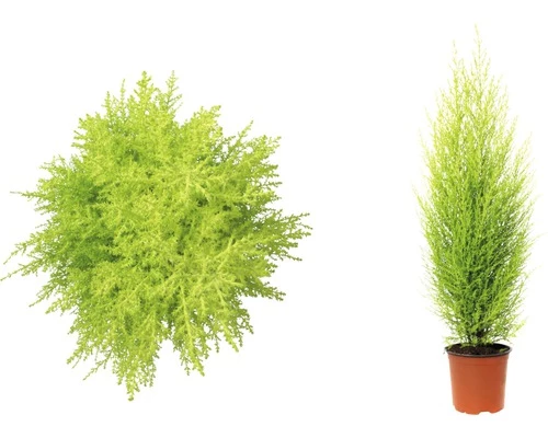 FLORASELF Dwerg Conifeer Cupressus Macrocarpa Wilma Potmaat Ø 14 Cm H 65-80 Cm 5 FLORASELF Dwerg Conifeer Cupressus Macrocarpa Wilma Potmaat Ø 14 Cm H 65-80 Cm - Afbeelding 3