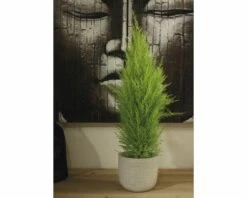 FLORASELF Dwerg Conifeer Cupressus Macrocarpa Wilma Potmaat Ø 14 Cm H 65-80 Cm 9 FLORASELF Dwerg Conifeer Cupressus Macrocarpa Wilma Potmaat Ø 14 Cm H 65-80 Cm -FLORASELF Verkoop DV 8 8712099 02 4c DE 20210107121652