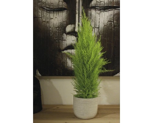 FLORASELF Dwerg Conifeer Cupressus Macrocarpa Wilma Potmaat Ø 14 Cm H 65-80 Cm 6 FLORASELF Dwerg Conifeer Cupressus Macrocarpa Wilma Potmaat Ø 14 Cm H 65-80 Cm - Afbeelding 4