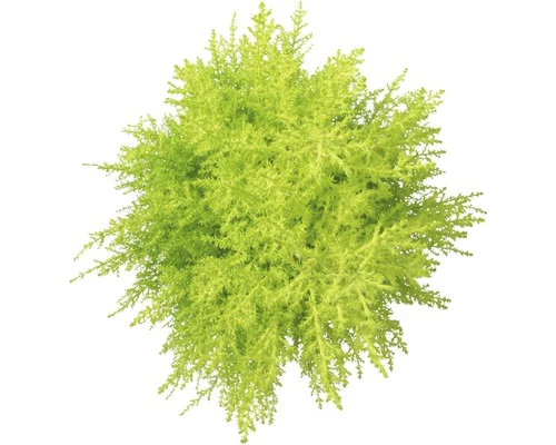 FLORASELF Dwerg Conifeer Cupressus Macrocarpa Wilma Potmaat Ø 14 Cm H 65-80 Cm 4 FLORASELF Dwerg Conifeer Cupressus Macrocarpa Wilma Potmaat Ø 14 Cm H 65-80 Cm - Afbeelding 2