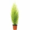 FLORASELF Dwerg Conifeer Cupressus Macrocarpa Wilma Potmaat Ø 14 Cm H 65-80 Cm -FLORASELF Verkoop DV 8 8712099 04 4c DE 20210528104654
