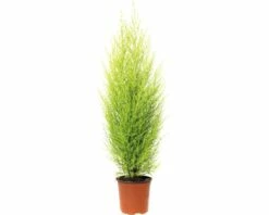 FLORASELF Dwerg Conifeer Cupressus Macrocarpa Wilma Potmaat Ø 14 Cm H 65-80 Cm