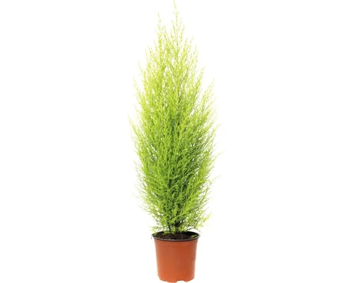 FLORASELF Dwerg Conifeer Cupressus Macrocarpa Wilma Potmaat Ø 14 Cm H 65-80 Cm 3 FLORASELF Dwerg Conifeer Cupressus Macrocarpa Wilma Potmaat Ø 14 Cm H 65-80 Cm
