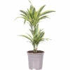 FLORASELF Drakenplant Dracaena Lemon Line Potmaat Ø 17 Cm H 65 Cm 1 FLORASELF Drakenplant Dracaena Lemon Line Potmaat Ø 17 Cm H 65 Cm -FLORASELF Verkoop DV 8 8712105 01 4c NL 20230118051800