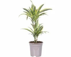 FLORASELF Drakenplant Dracaena Lemon Line Potmaat Ø 17 Cm H 65 Cm