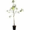 FLORASELF Appelboom Malus Domestica Granny Smith 2 FLORASELF Appelboom Malus Domestica Granny Smith -FLORASELF Verkoop DV 8 8739918 01 4c NL 20170610014401