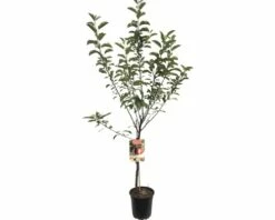 FLORASELF Appelboom Malus Domestica Summerred