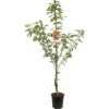 FLORASELF Kersenboom Prunus Avium Kordia 2 FLORASELF Kersenboom Prunus Avium Kordia -FLORASELF Verkoop DV 8 8739939 01 4c NL 20170610014300