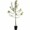 FLORASELF Pruimenboom Bleue Debelgique -FLORASELF Verkoop DV 8 8739940 01 4c NL 20170610015129