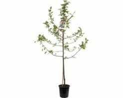 FLORASELF Pruimenboom Bleue Debelgique