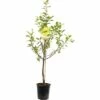 FLORASELF Pruimenboom Prunus Ontario -FLORASELF Verkoop DV 8 8739942 01 4c NL 20170610014027