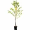 FLORASELF Perzikkenboom Prunus Persica Peregrine Ø24 Cm -FLORASELF Verkoop DV 8 8739943 01 4c NL 20170610013957