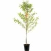 FLORASELF Nectarineboom Persica Nucipersica -FLORASELF Verkoop DV 8 8739944 01 4c NL 20170610014058