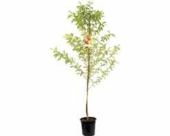 FLORASELF Nectarineboom Persica Nucipersica