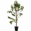 FLORASELF Perenboom Pyrus Beurre Hardy -FLORASELF Verkoop DV 8 8739946 01 4c NL 20170610014530