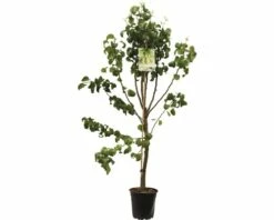 FLORASELF Perenboom Pyrus Beurre Hardy