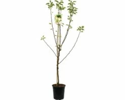 FLORASELF Perenboom Pyrus Williams