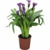 FLORASELF Aronskelk Zantedeschia Rehmanii 'Paco' Potmaat Ø 13 Cm H 40-45 Cm -FLORASELF Verkoop DV 8 8741107 02 4c DE 20180508084310