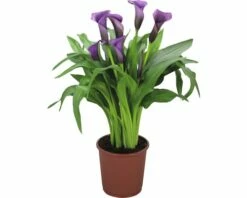 FLORASELF Aronskelk Zantedeschia Rehmanii 'Paco' Potmaat Ø 13 Cm H 40-45 Cm