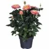 FLORASELF Rosa Orange Ø13 Cm H40 Cm -FLORASELF Verkoop DV 8 8800568 02 4c DE 20200403094759