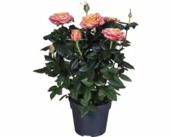 FLORASELF Rosa Orange Ø13 Cm H40 Cm