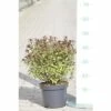 FLORASELF Spierstruik Spiraea Japonica 'Superstar' Potmaat Ø 21 Cm H 30-40 Cm 1 FLORASELF Spierstruik Spiraea Japonica 'Superstar' Potmaat Ø 21 Cm H 30-40 Cm -FLORASELF Verkoop DV 8 8802883 02 4c DE 20150519195102