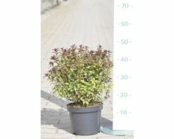 FLORASELF Spierstruik Spiraea Japonica 'Superstar' Potmaat Ø 21 Cm H 30-40 Cm